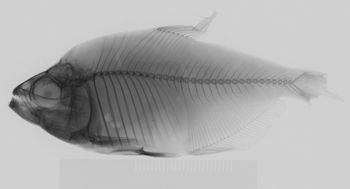 Media type: image;   Ichthyology 89557 Aspect: lateral